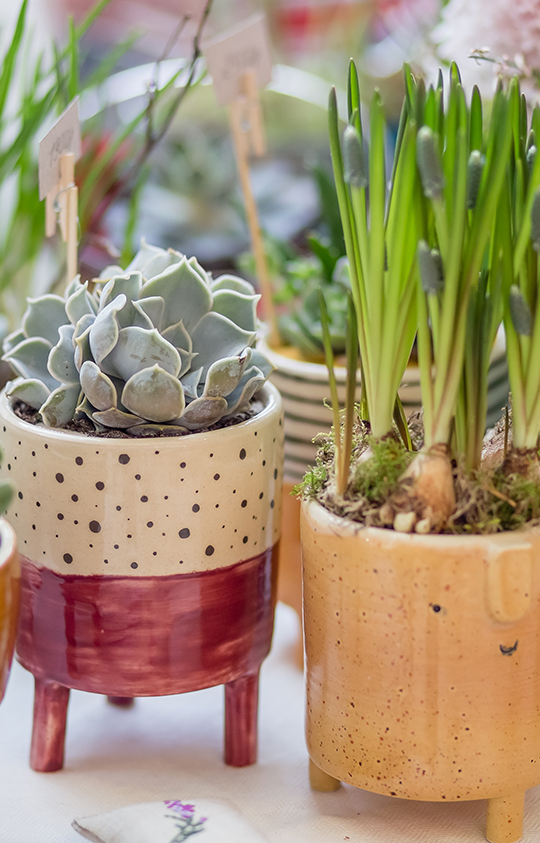 IndoorPlants