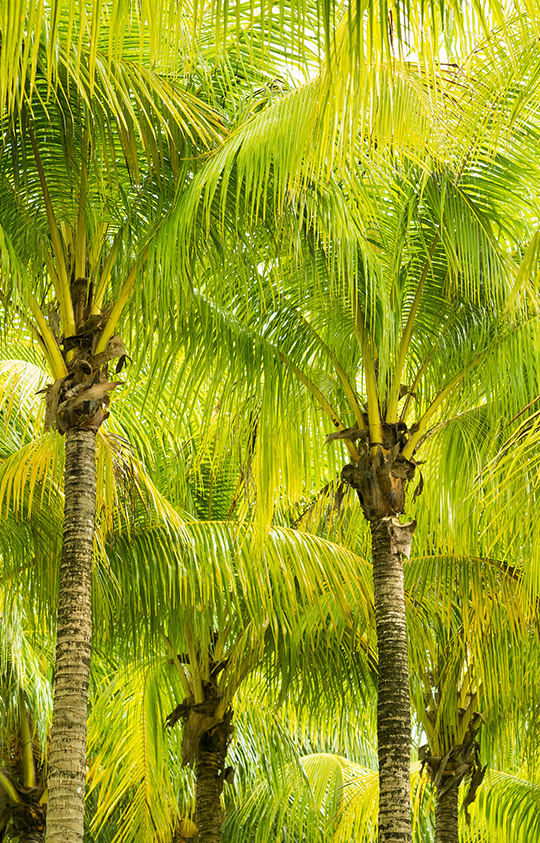 Palm Tree Fronds